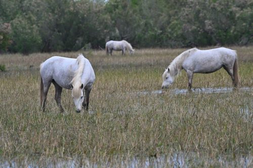 Chevaux camargues