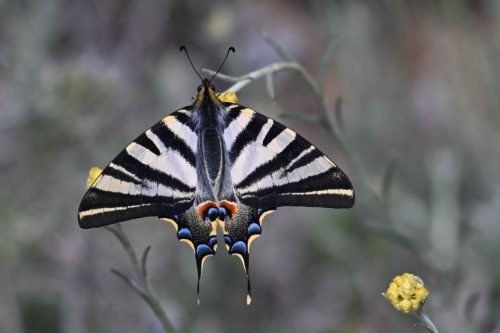 Voilier blanc (Iphiclides feisthamelii)