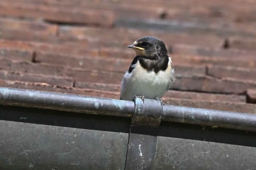 Hirondelle rustique