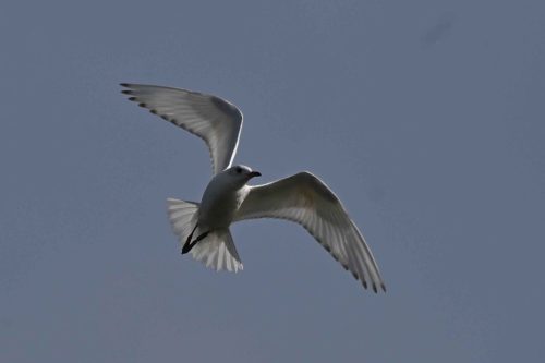 Mouette rieuse