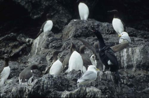 Guillemots de troïl, Cormoran pélagique