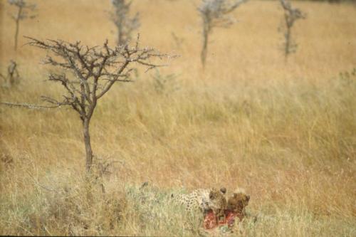 Kenya - Réserve de Masaï-Mara - Guépards