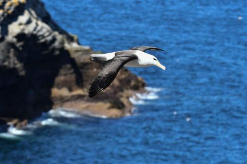 Albatros à sourcils noirs