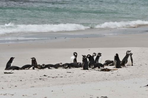 Manchots de Magellan