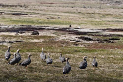 Ouettes à tête rousse
