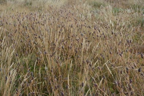 Native Woodrush         (Luzula alopecurus)