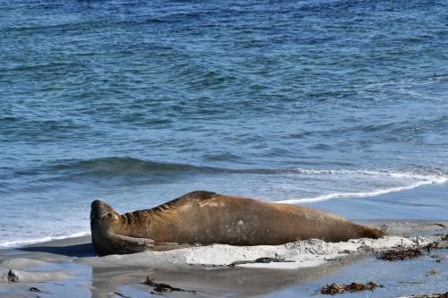 Eléphant de mer réveillé par l'avion.