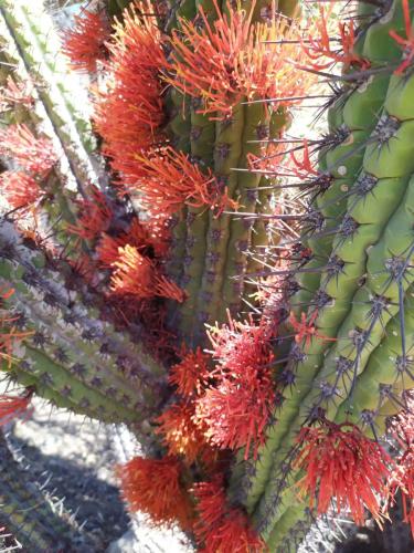 Cactus (Echinopsis chiloensis)