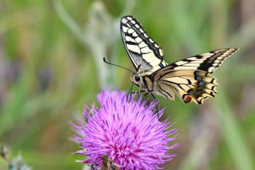 Machaon (Papilio machaon)