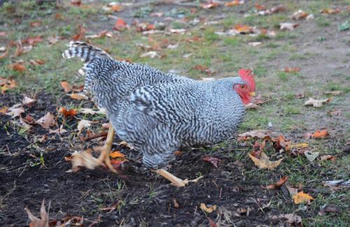 Hancock Shaker Village