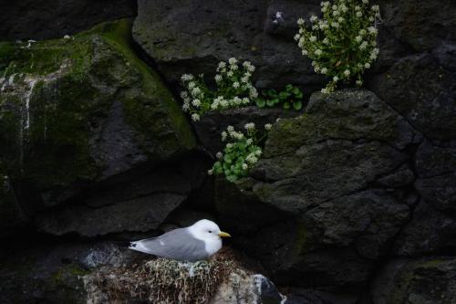 Mouette tridactyle