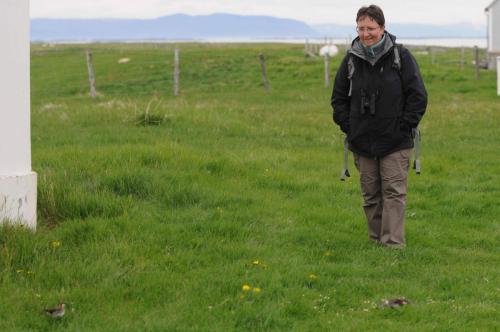 Deux phalaropes peu farouches