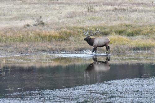 Wapiti