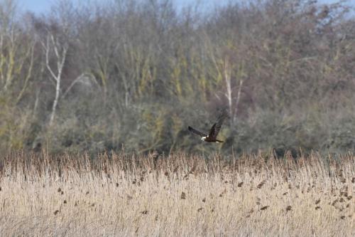 Busard des roseaux (femelle)