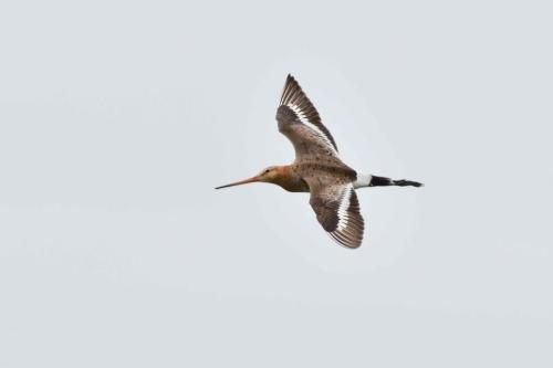 Barge à queue noire