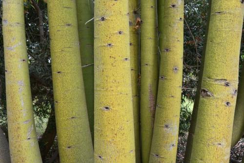 Jardin exotique de Ponteilla