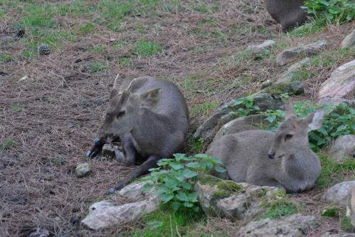Muntjac de Reeves