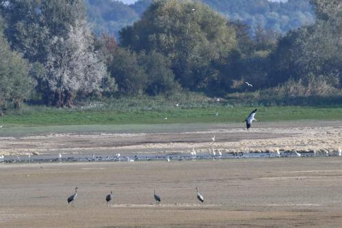 Grues cendrées sur le lac du Der
