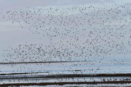 De Schorren, pluviers dorés, courlis cendrés, tadornes, canards ...