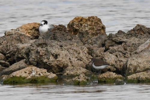 Sterne arctique et chevalier guignette