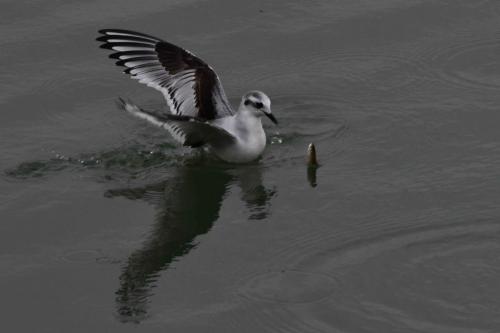 Mouette pygmée (1ère année)