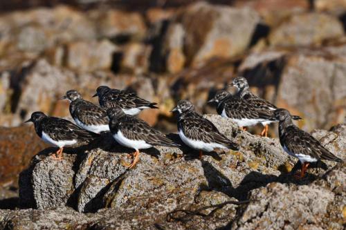 Tournepierres à collier
