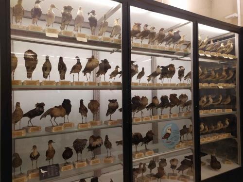 Museum d'histoire naturelle