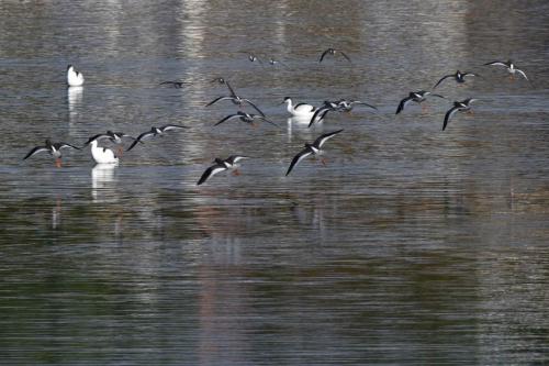 Chevaliers gambettes et Avocettes élégantes