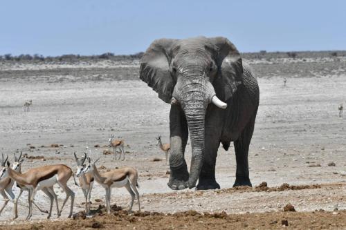 Elephant de savane et springboks
