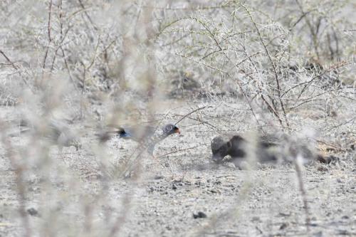Ratel et autours chanteurs