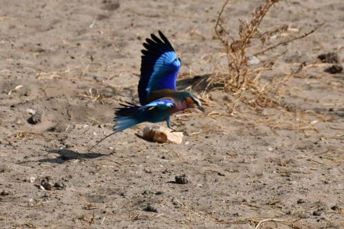 Rollier à longs brins