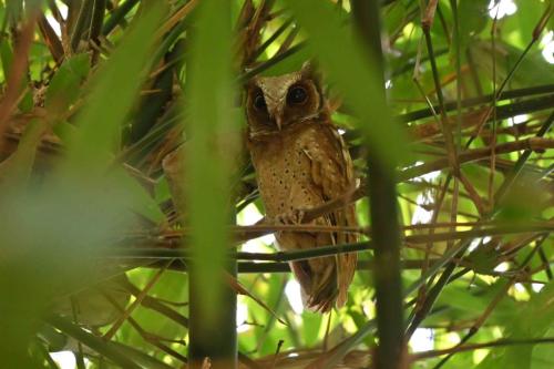 Petit-duc à front blanc