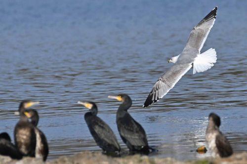 Goéland leucophée et grands cormorans