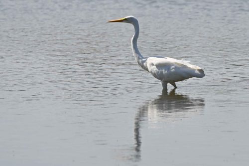 Grande aigrette