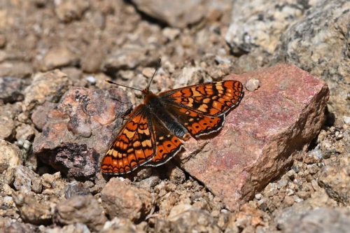 Damier de la succise (Euphydryas aurinia beckeri)