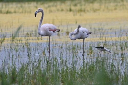 Flamants roses