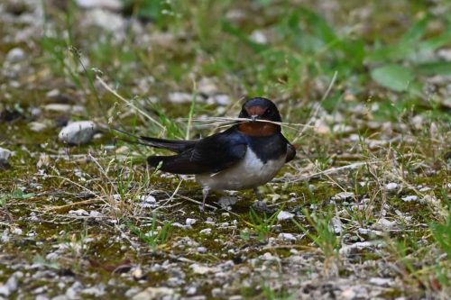Hirondelle rustique