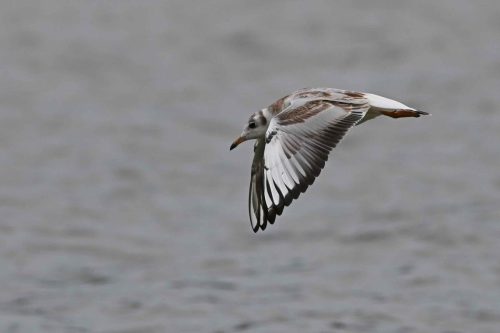 Mouette rieuse