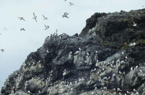 Mouettes tridactyles, Guillemots de troïl