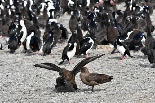 Labbe antarctique essayant de tuer un jeune cormoran impérial.