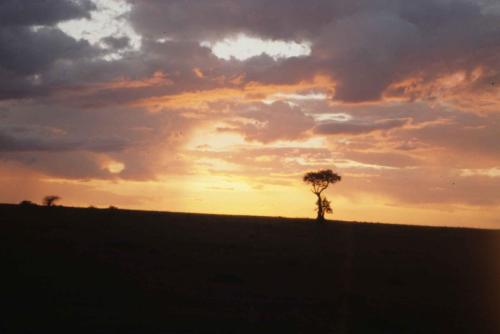 Kenya - Réserve de Masaï-Mara