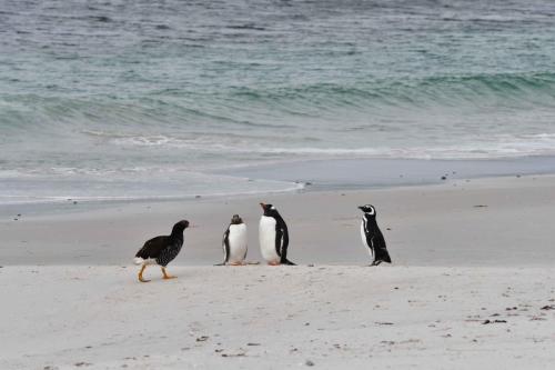 Manchots papous et manchot de Magellan et Ouette marine (femelle)
