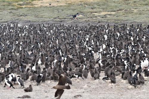 Cormorans impériaux