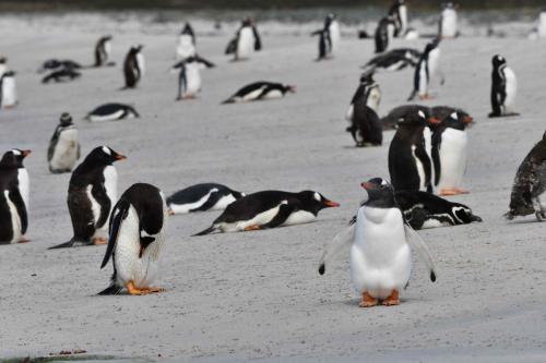 Manchots papous et manchots de Magellan