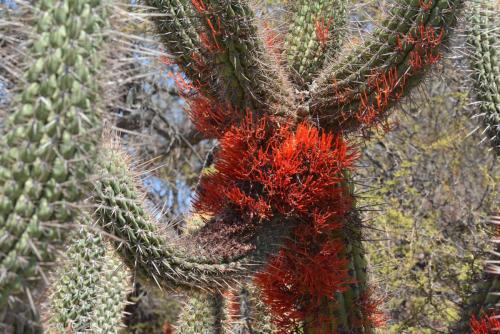 Cactus (Echinopsis chiloensis)