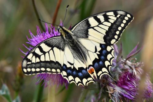 Machaon (Papilio machaon)