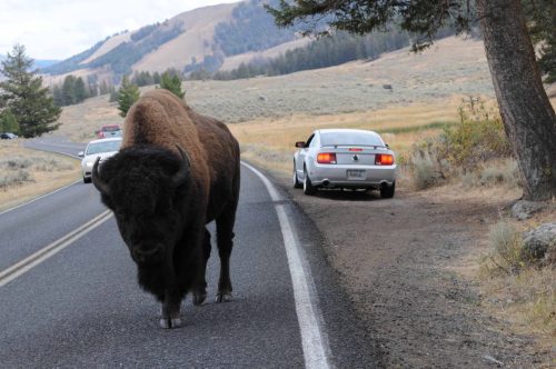 Bison sur la route (mieux vaux lui céder le passage)
