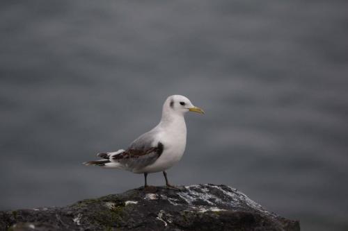 Mouette tridactyle (immature)