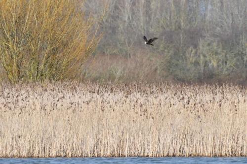 Busard des roseaux (femelle)