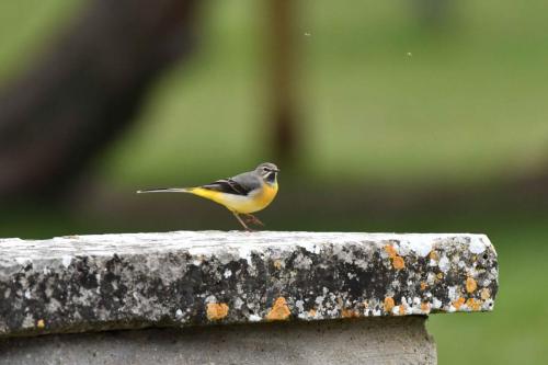 Bergeronnette des ruisseaux